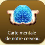 cerveau